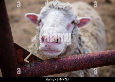 Primo piano di un naso e di una bocca di pecora. Foto Stock