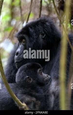 Gorilla di montagna nella foresta impenatrabile di Bwindi, Uganda Foto Stock
