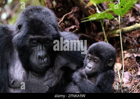 Gorilla di montagna nella foresta impenatrabile di Bwindi, Uganda Foto Stock