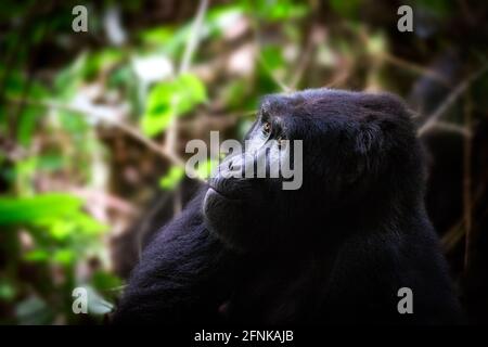 Gorilla di montagna nella foresta impenatrabile di Bwindi, Uganda Foto Stock