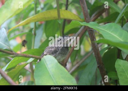 Primo piano di un uccello di bul del bambino su un piccolo ramo con sfondo sfocato Foto Stock