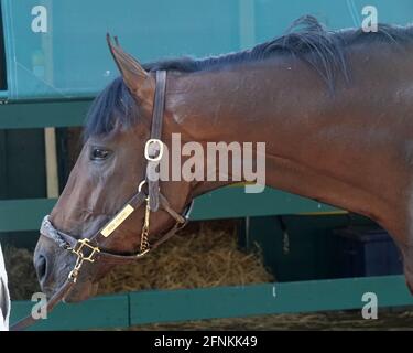 Ippodromo di Pimlico 14 maggio 2021 assunzione di rischi Foto Stock