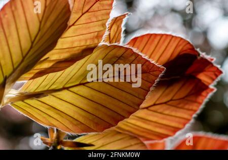 Il faggio di rame (Fagus sylvatica purpurea) lascia isolato, primo piano, macro, dettaglio. Foto Stock