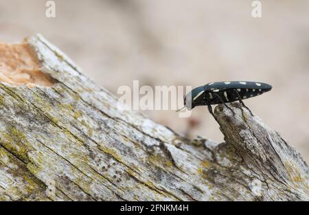 Beetle gioiello, bupretis octoguttata su pineta Foto Stock