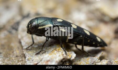 Beetle gioiello, bupretis octoguttata su corteccia di pino Foto Stock