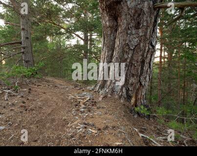 Sentiero che conduce attraverso una vecchia pineta incontaminata con grande alberi in una riserva naturale in svezia Foto Stock