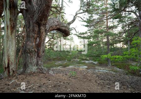 Vecchio pino in una foresta incontaminata in una natura riserva in svezia che è un habitat importante per molti specie diverse di animali Foto Stock