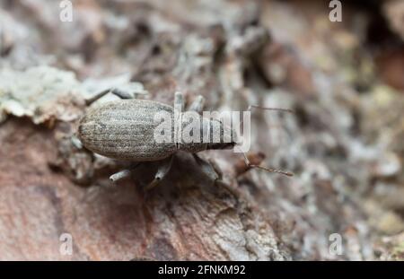 Macro foto di un'amora, Brachyderus incanus su corteccia di pino Foto Stock