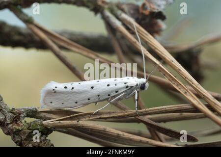 Ermine Moth, Yponomeuta su ago di pino Foto Stock