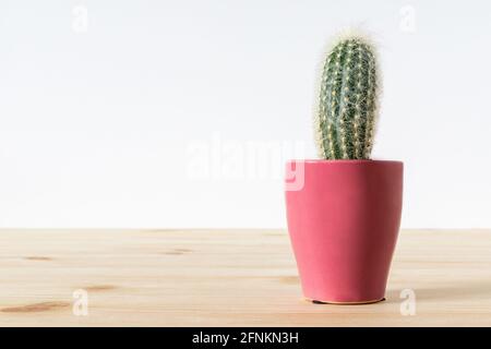 Pianta di Cactus in pentola rosa su tavolo di legno contro parete bianca con spazio di copia. Foto Stock