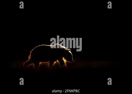 Orso con retroilluminazione, il Parco Nazionale del Lago Clark, Alaska Foto Stock