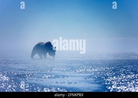 Orso clamming alla luce del mattino presto Foto Stock