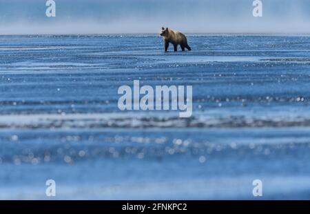 Orso bruno clamming alla luce del mattino presto con nebbia di mare Foto Stock