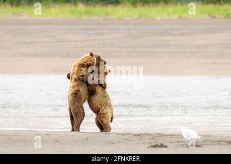 Orsi bruni costieri, Lake Clark National Park, Alaska Foto Stock