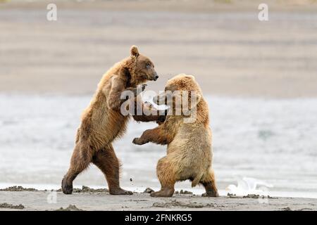 Orsi bruni costieri, Lake Clark National Park, Alaska Foto Stock