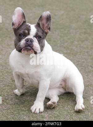 9-month-Old femmina di cucciolo di Frenchie con pioli blu seduto comodamente e guardando la macchina fotografica. Parco per cani fuori dal guinzaglio nel nord della California. Foto Stock