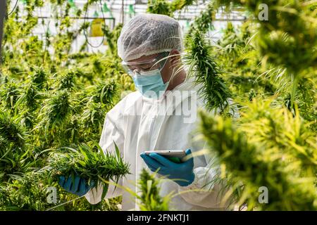 Ritratto di scienziato con maschera, occhiali e guanti. Controllo analisi e risultati con Tablet per pazienti marijuana medica fiori di cannabis in un gr Foto Stock