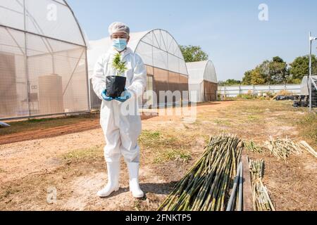 Ritratto di scienziato con maschera, occhiali e guanti. Controllo analisi e risultati con Tablet per pazienti marijuana medica fiori di cannabis in un gr Foto Stock