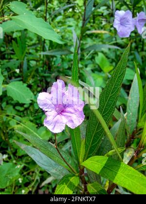 fiori viola tra le foglie verdi foto Foto Stock