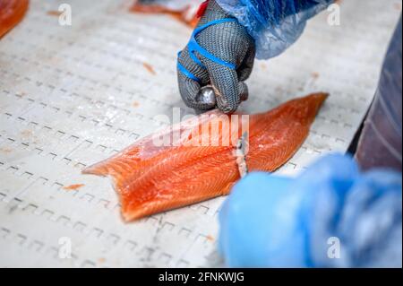 Il processo di filettatura manuale del pesce rosso. Il lavoratore taglia il pesce a pezzi con un coltello. Foto Stock