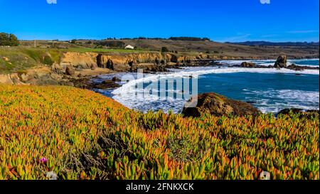 Tappeto verde di fiori di piante di ghiaccio in un nord aspro Spiaggia californiana a Pescadero vicino San Francisco su un sole giorno Foto Stock