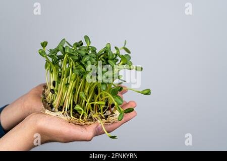 Tenere il microsverde nelle mani. Coltivazione di semi di girasole. Germogli germogliati. Giardinaggio urbano. Cibo vegano biologico. Vitamine utili. Crescere a casa Foto Stock