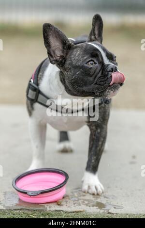 8-month-Old brindle e bianco Frenchie femmina puppy leccare il naso dopo aver bevuto acqua. Parco per cani fuori dal guinzaglio nel nord della California. Foto Stock