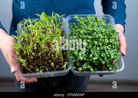 Tenere il microsverde nelle mani. Mash e arugula germogli in un vassoio di plastica germogli germogliati. Giardinaggio urbano. Cibo vegano biologico. Vitamine utili Foto Stock