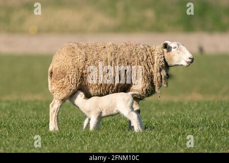 Madre pecora e il suo lam bianco. Bere latte in primavera mattina Foto Stock