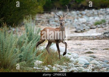 Curiosi cervi rossi che si avvicinano sulla riva del fiume nella natura mattutina Foto Stock