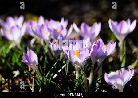 primo piano di un crocus rosa Foto Stock