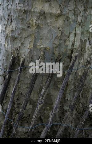 Un primo piano del tronco di un aereo londinese Albero con una recinzione di legno davanti ad esso Foto Stock