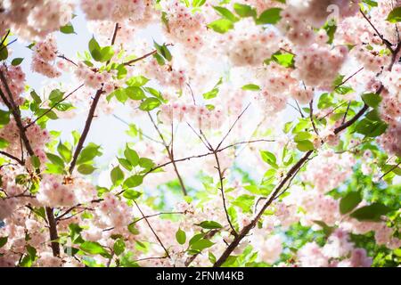 Sakura sfondo. Fiori rosa fioriti di boccioli di alberi su uno sfondo di cielo blu. Bel delicato fiore primaverile. Foto Stock