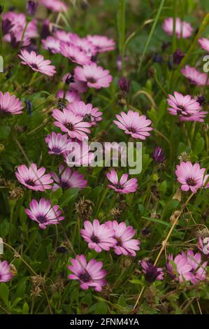 Un campo di Pink Diorphotheca ecklonis o Cape Daisy fiori in un parco Foto Stock