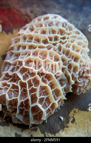 Primo piano della trippa di manzo crudo sul tagliere Foto Stock