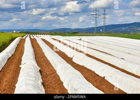 Campo di asparagi bianchi con file ricoperte di fogli durante la raccolta Tempo in Germania Foto Stock