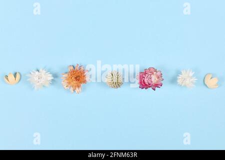 Fiori di mais secchi in fila su sfondo blu Foto Stock