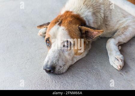 Senza casa solo cane vagato poggiare su cemento pavimento Foto Stock