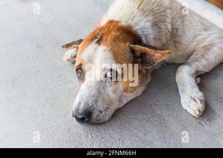 Senza casa solo cane vagato poggiare su cemento pavimento Foto Stock