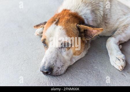 Senza casa solo cane vagato poggiare su cemento pavimento Foto Stock