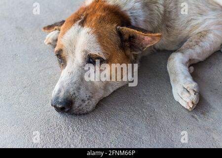 Senza casa solo cane vagato poggiare su cemento pavimento Foto Stock