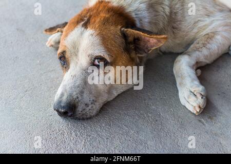 Senza casa solo cane vagato poggiare su cemento pavimento Foto Stock