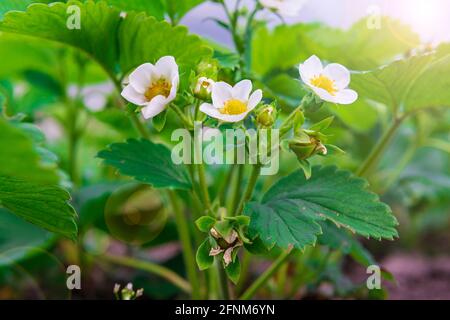 Piante di fragole con fiori in giardino. Giardinaggio in primavera Foto Stock