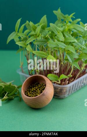 Semi di daikon e piantine. Microgreen in una scatola di plastica. Un germoglio su un tappeto di lino. Cibo vegano ecologico. Dieta sana. Seme per germinazione. Spazio di copia. Foto Stock