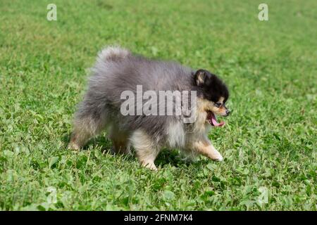 Il simpatico cucciolo di spitz pomeraniano cammina su un'erba verde nel parco estivo. Deutscher spitz o zwergspitz. Animali domestici. Cane purebred. Foto Stock