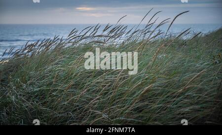 Nelle dune vicino a BjerRegard, Hvide, Sande Foto Stock