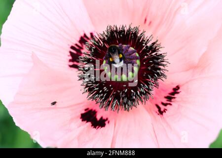 piena fioritura di un papavero rosa Foto Stock