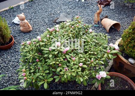 Rhododendron ferrugineum rosa fiori viola chiaro primo piano in una giornata di sole. Foto Stock