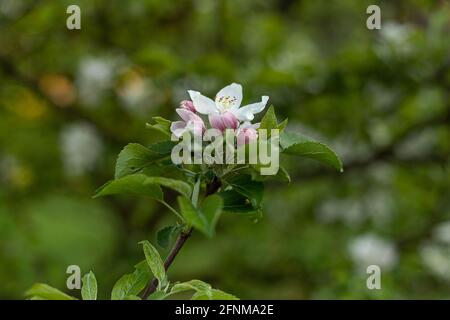 Ramo fiorente dell'albero di mela, sfondo sfocato. Può fiorire albero di frutta. Fiori bianco-rosa. Foto Stock