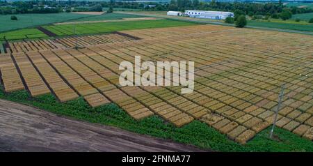 Immagine aerea di terreni di prova agricoli con diversi tipi di colture di cereali, ibridi, sparare da drone Foto Stock